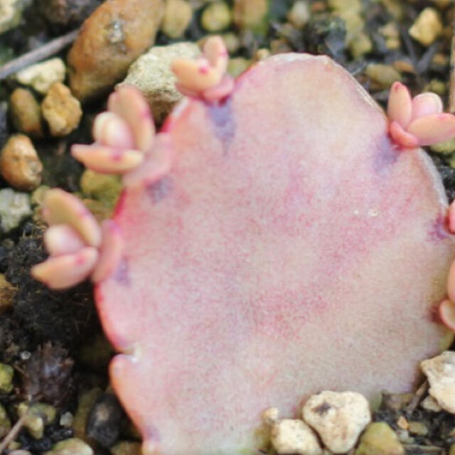 多肉植物✴︎ 斑入り　胡蝶の舞錦　抜き苗