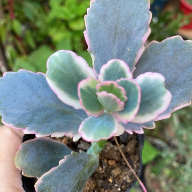 多肉植物✴︎ 斑入り　胡蝶の舞錦　抜き苗ちまちま寄せ