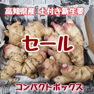 高知県産 土付き新生姜セール品コンパクト①(野菜)