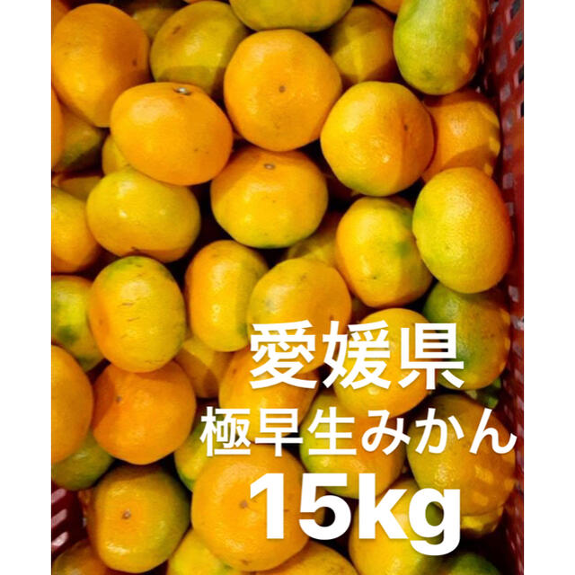 愛媛県産　極早生みかん　15kg