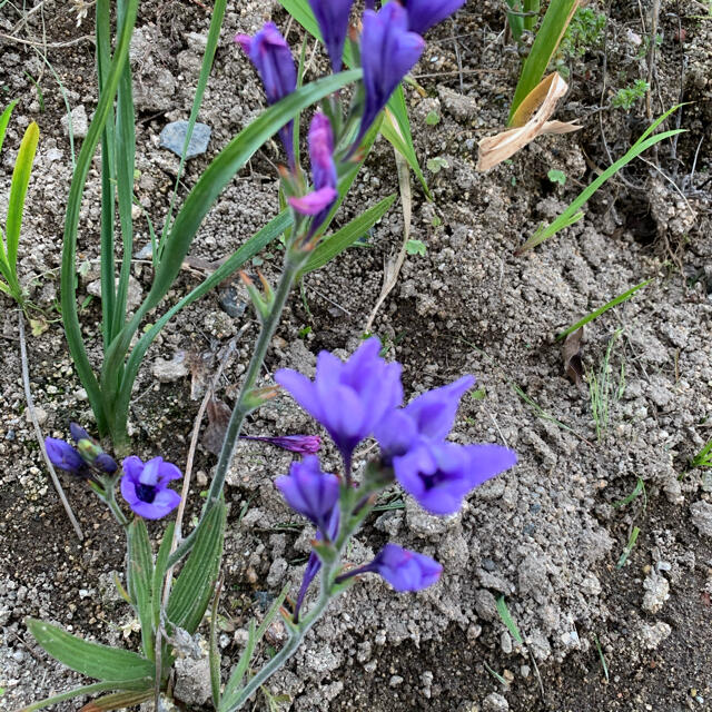 秋植えご準備♪⭐︎人気の為♪再掘り起こし！⭐︎バビアナ青3球　※⭐︎(無農薬) ハンドメイドのフラワー/ガーデン(プランター)の商品写真