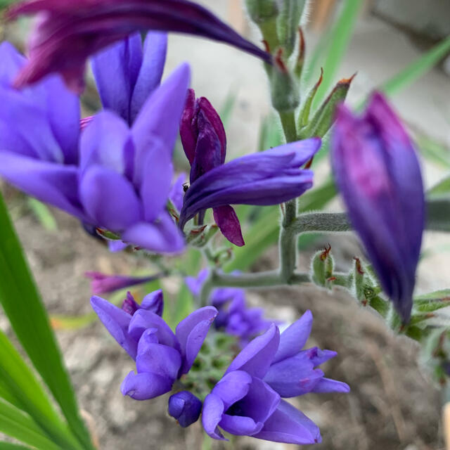 秋植えご準備♪⭐︎人気の為♪再掘り起こし！⭐︎バビアナ青3球　※⭐︎(無農薬) ハンドメイドのフラワー/ガーデン(プランター)の商品写真