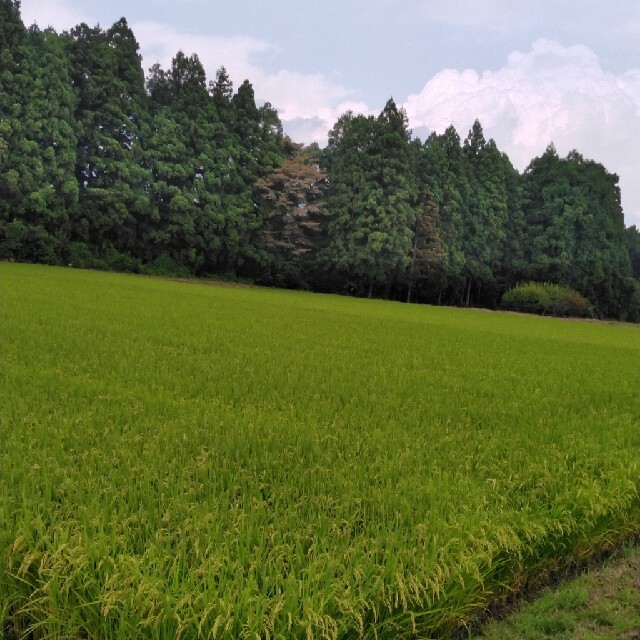 令和3年産栃木県特一等米コシヒカリ玄米30キロ無農薬にて、つくたお米です。