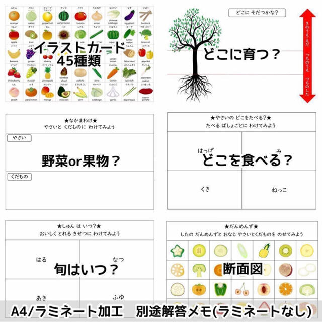 野菜と果物のお勉強　小学校受験対策　幼児教育 6