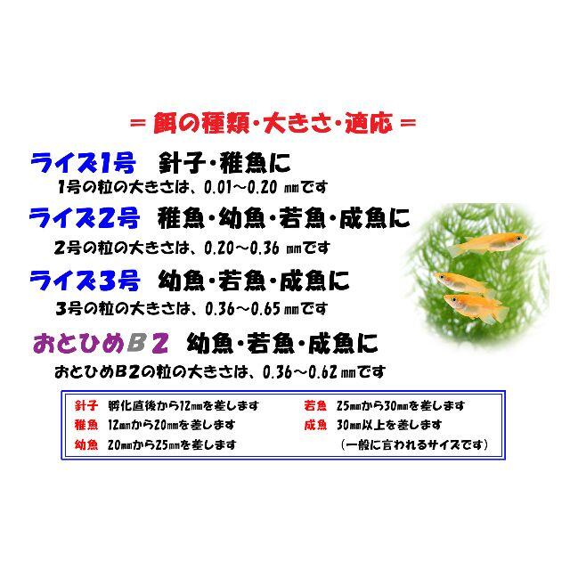 めだか の 餌 エサ◇ライズ１号（針子/微粒子パウダー）３０ｇ◇メダカ えさ① その他のペット用品(アクアリウム)の商品写真