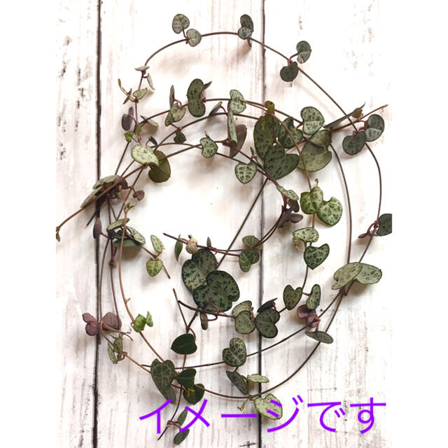 【お試し】ハートカズラ ラブチェーン♡ ハンドメイドのフラワー/ガーデン(プランター)の商品写真