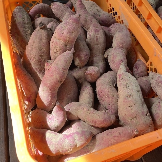 紅はるか 5.5kg 新物 サツマイモ#9 食品/飲料/酒の食品(野菜)の商品写真