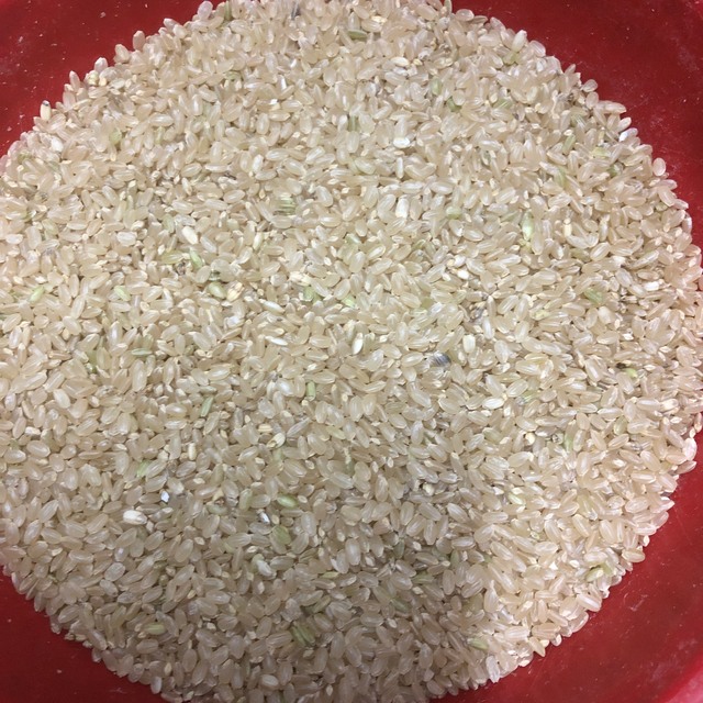 令和3年香川県産アキサカリ玄米20キロ減農薬