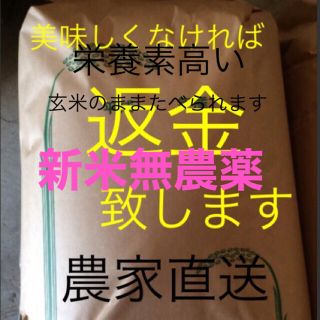 りかこ様専用　新米　無農薬　純こしひかり30㎏  玄米(米/穀物)