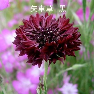 矢車草  黒花  40粒  花種(プランター)