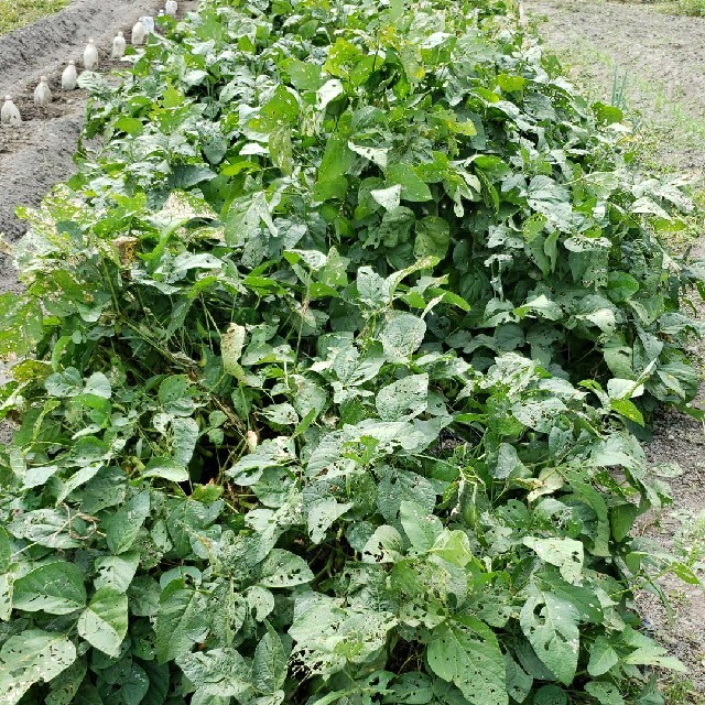 無農薬秋野菜セット香川産、１日1セットのみ 食品/飲料/酒の食品(野菜)の商品写真