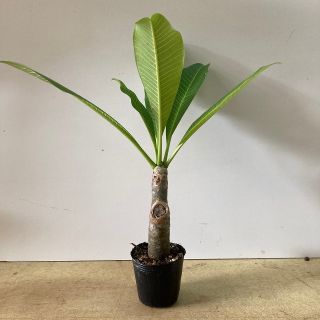 (観葉植物)発根済みプルメリアの苗木(送料込み)(その他)