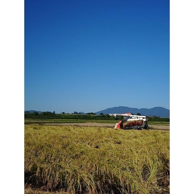 代引き人気　玄米　4370円引き　30㎏　コシヒカリ　新潟県産　令和3年　100%　特別栽培米　新米　新潟産