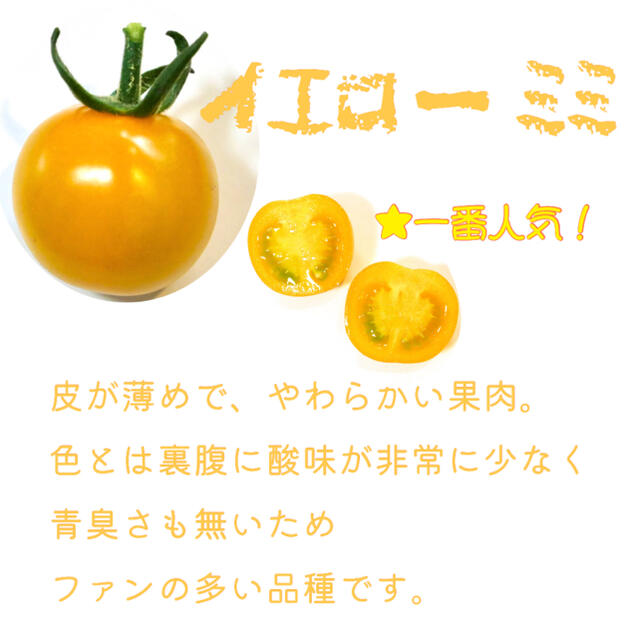 カラートマト 1kg  黄色トマト オレンジトマト採れたて☘️産地直送いたします 食品/飲料/酒の食品(野菜)の商品写真