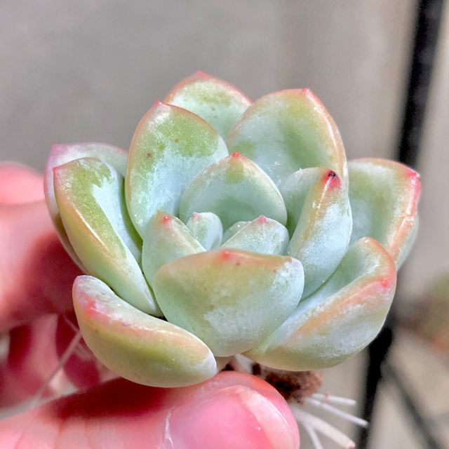 あすちゃん 様 専用ページ シュークリーム 多肉植物 韓国苗の通販 by