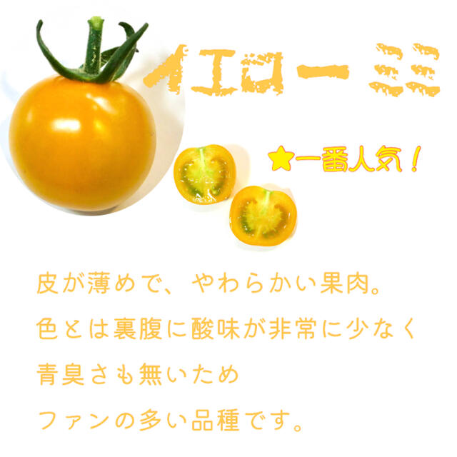 イエローミミ3kg 食品/飲料/酒の食品(野菜)の商品写真