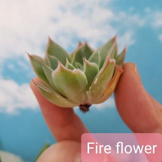 特別価格◆Fire flower◆　韓国苗　エケベリア　多肉植物(その他)