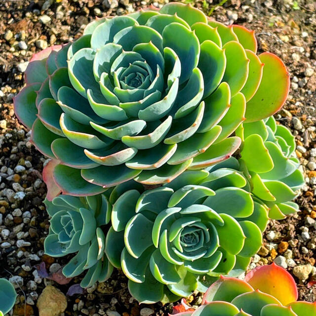 多肉植物　七福神群生　A 売却済み