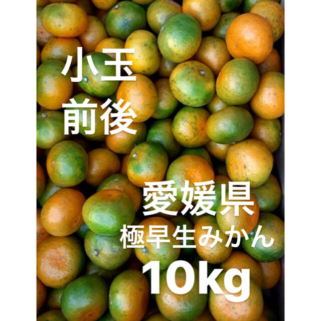 愛媛県産　極早生みかん　柑橘　10kg