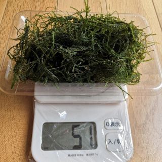 【oken様専用】ウィローモス自家製　無農薬約50g(以上)(アクアリウム)