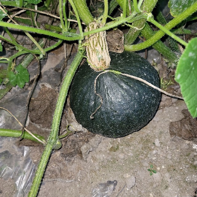 かぼちゃ(２品種食べ比べセット) 食品/飲料/酒の食品(野菜)の商品写真