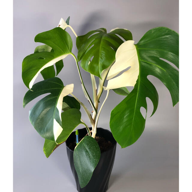 専用　モンステラ　斑入り　ホワイトタイガー　ボルシギアナ　ハーフムーンmonstera