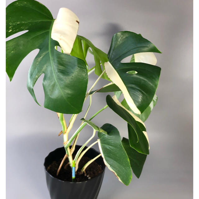 専用　モンステラ　斑入り　ホワイトタイガー　ボルシギアナ　ハーフムーンmonstera