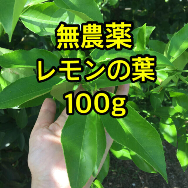 無農薬レモンの葉 枝付100gの通販 by sowa｜ラクマ