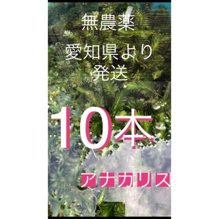 水草アナカリス10本(アクアリウム)