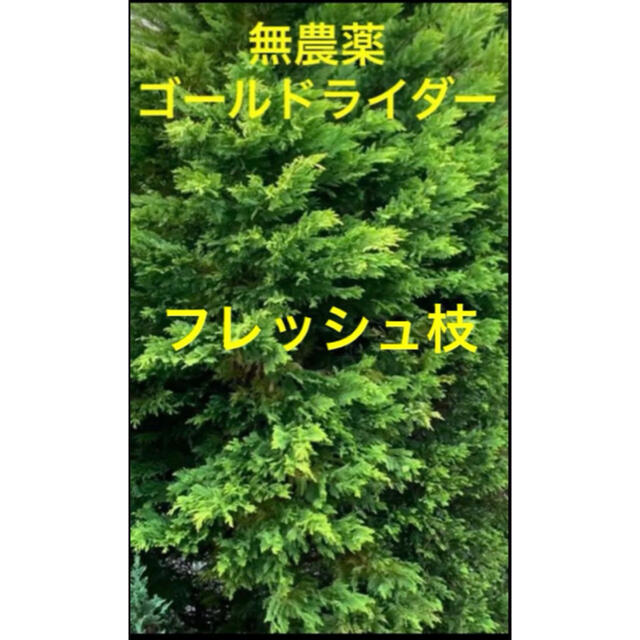 クリスマスリース/スワッグ材 装飾素材など⭐️ゴールドライダー枝 30cm4本 ハンドメイドのフラワー/ガーデン(その他)の商品写真