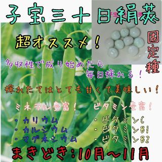 子宝三十日絹莢 固定種 家庭菜園 プランター 野菜の種 種子 種(野菜)