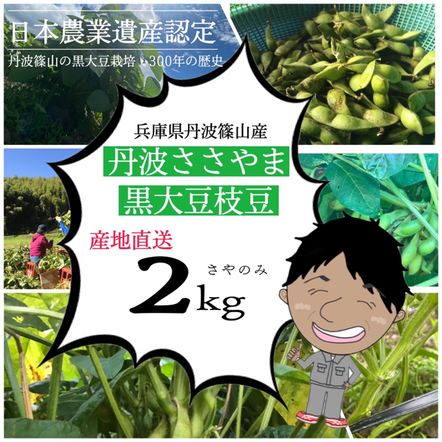 2021年丹波篠山産　黒大豆の枝豆　サヤ２kg