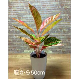 観葉植物　斑入り　アグラオネマ　苗　レア品種(プランター)