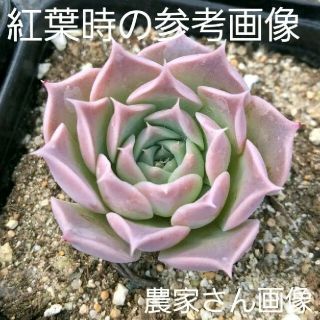 【みるくさま専用】ピンクに紅葉する◆Colina◆　韓国苗　エケベリア　多肉植物(その他)