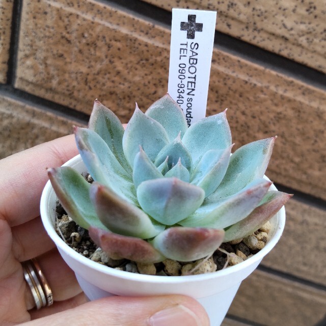 レア☆新ラコロ サボテン相談室 エケベリア 多肉植物の通販 by レア☆新ラコロ サボテン相談室 エケベリア 多肉植物の通販 by