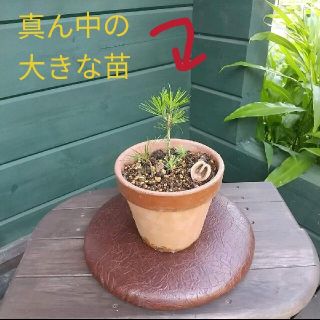 【完全無農薬】赤松 苗木 育てやすい大きさおおよそ15cmサイズ 2本セット(その他)