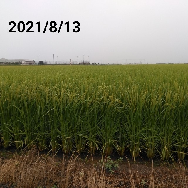 特別栽培米新潟県産コシヒカリ10k