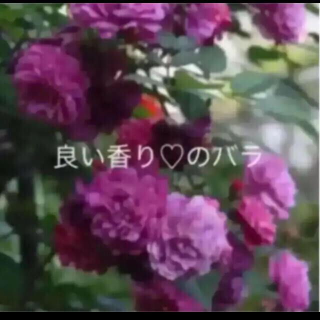 ᵔᴥᵔ)スイートチャリオット♡ ♡良い香りのバラ♡可愛いお庭♡ ᵔᴥᵔ)スイートチャリオット♡ ♡良い香りのバラ♡可愛いお庭♡