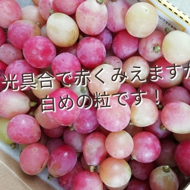 専用◇◇超訳あり粒 クイーンニーナ シャインマスカット 山梨県 の通販 ...
