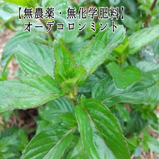 クランセパセリ様専用(野菜)