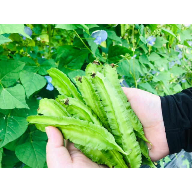 採りたて新鮮٩(๑˃̶͈̀ ᗨ ˂̶͈́)۶ 旬野菜の詰め合わせ　無農薬 食品/飲料/酒の食品(野菜)の商品写真