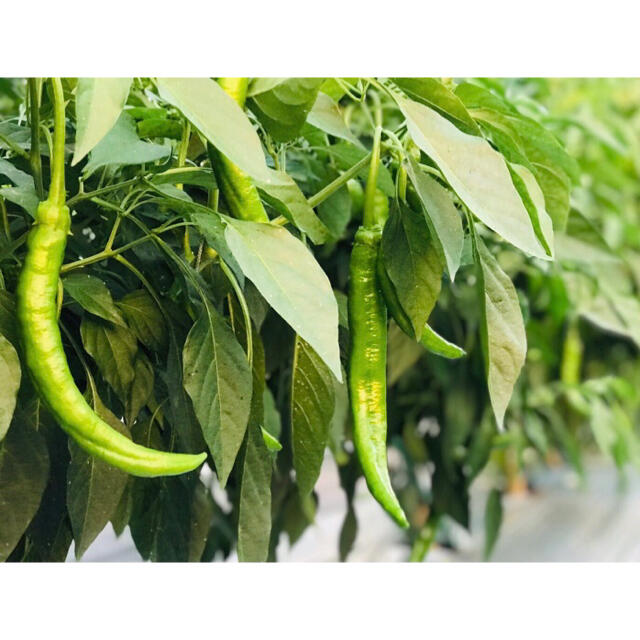 採りたて新鮮٩(๑˃̶͈̀ ᗨ ˂̶͈́)۶ 旬野菜の詰め合わせ　無農薬 食品/飲料/酒の食品(野菜)の商品写真