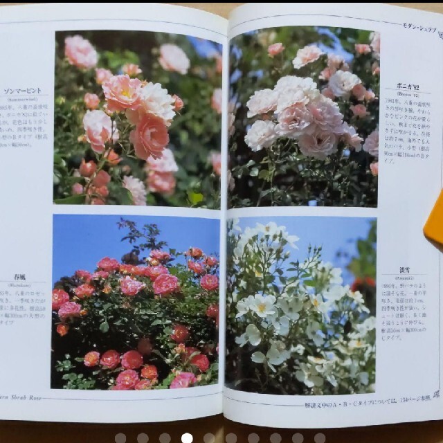 Nhk趣味の園芸バラ 人気品種と育て方 交配で自分だけのオリジナルの通販 By 花 ラクマ
