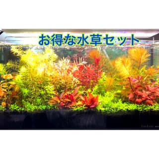 アクアデザインアマノ(Aqua Design Amano)の無農薬　お試し　とってもお得な水草セット全6種(アクアリウム)