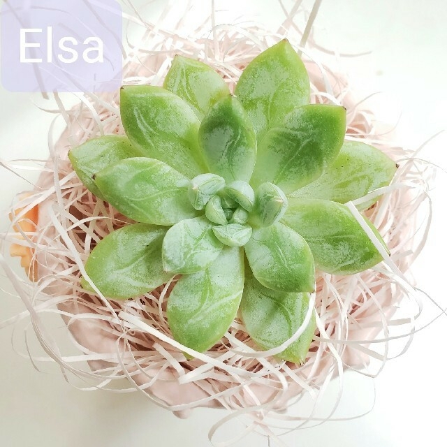 氷の女王◆Elsa エルサ(根付き)◆　韓国苗　エケベリア　多肉植物 ハンドメイドのフラワー/ガーデン(その他)の商品写真