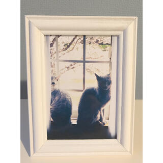 アートフレーム 猫の写真 写真 写真立て ロシアンブルー ベンガル(フォトフレーム)