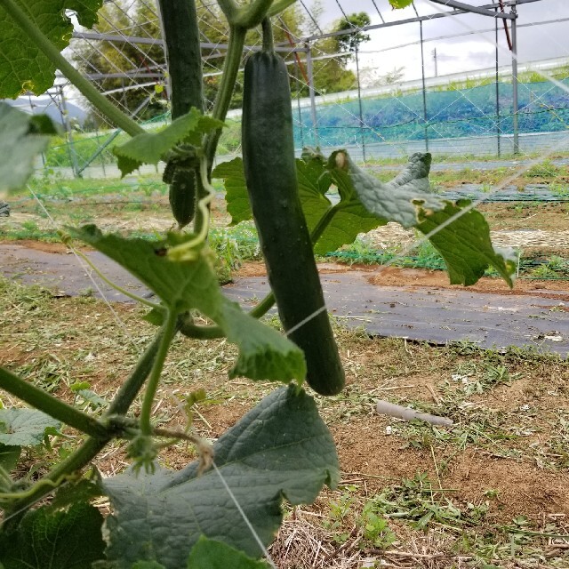 九州とれたて野菜セット 食品/飲料/酒の食品(野菜)の商品写真