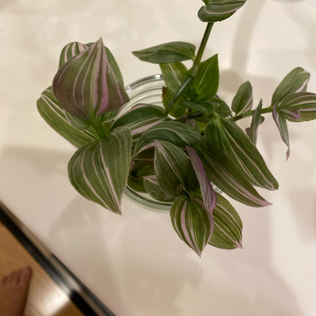 観葉植物　トラディスカンティア　カット苗　5本 ハンドメイドのフラワー/ガーデン(プランター)の商品写真