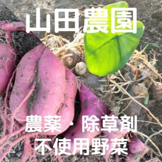 【受注収穫】農薬・除草剤不使用野菜の詰合せ(60サイズ箱) 食品/飲料/酒の食品(野菜)の商品写真