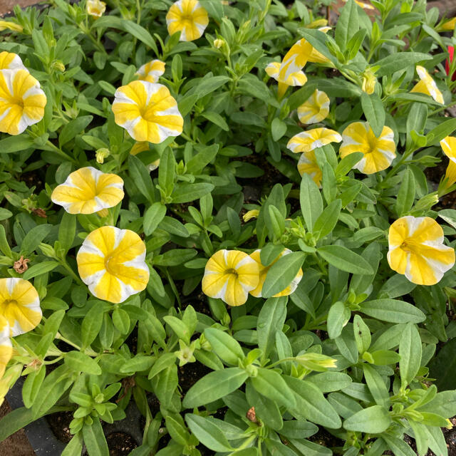 カリブラコア　レモンスライス苗　3つ ハンドメイドのフラワー/ガーデン(その他)の商品写真
